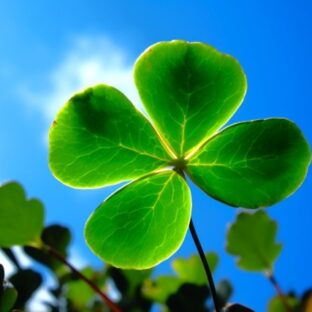 幸せの感じ方（note有料記事より）