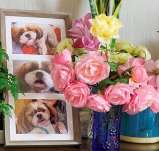 ペットロスで辛いもう一度会いたい、亡きペットとの再会がヒプノセラピーで叶います