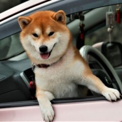 アニマルコミュニケーション 家族がリビングに集まらなくなった理由