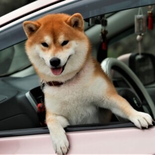 アニマルコミュニケーション 家族がリビングに集まらなくなった理由