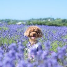 ペットロスで辛い悲しい、そんな時、ヒプノセラピーやセッションでどのように心が回復したのか？