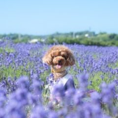 ペットロスもう一度あの子に会いたい～心の癒し～ペットロスからの心の回復