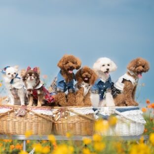 ペットロスからの卒業そして生まれ変わりの時