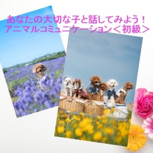 初心者でも大丈夫！あなたの大切な子と話してみようアニマルコミュニケーションレッスン全3回