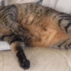 急なお別れの理由は家族全員に教えるため、それは空さんの使命だった