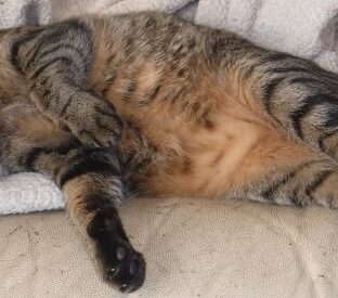 急なお別れの理由は家族全員に教えるため、それは空さんの使命だった