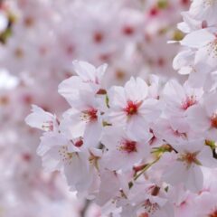 霊園の近くに立つ桜の木は何を思っているのか？