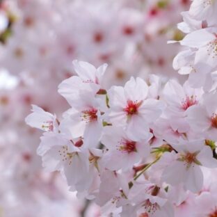 霊園の近くに立つ桜の木は何を思っているのか？