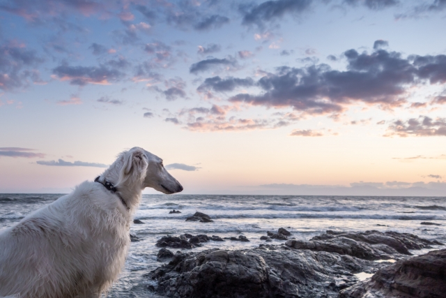 慌てて飛び込んだ霊能者を信じた結果