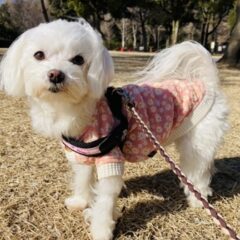 チワワのうき丸君が怯えていた理由――虹の橋を渡ったマルチーズ・ひよちゃんの悲しい誤解